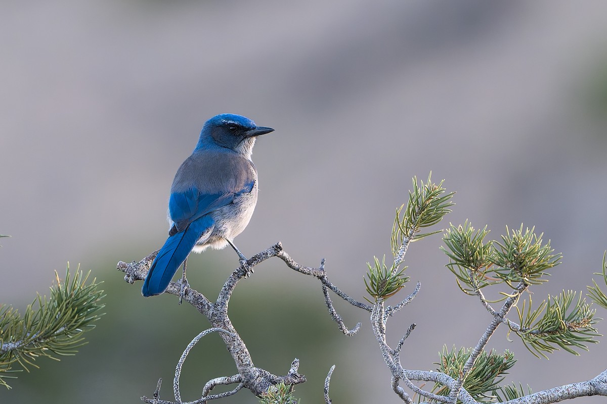 Невадская сойка - ML645145488