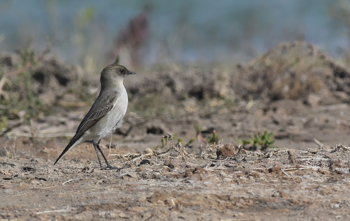 Dark-faced Ground-Tyrant - ML645145497