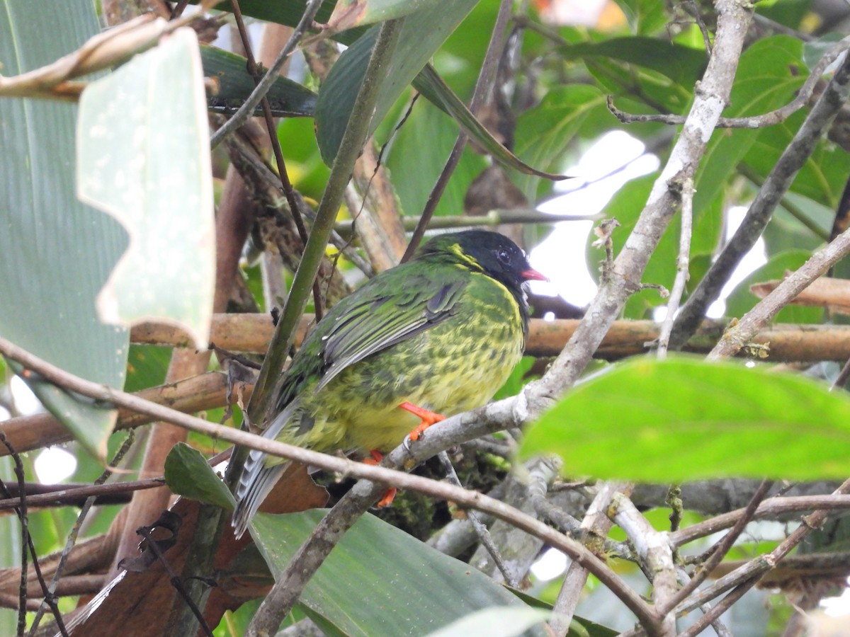 Green-and-black Fruiteater - ML645145500
