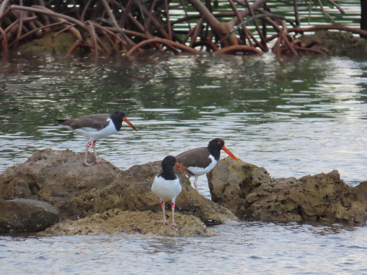 American Oystercatcher - ML645145503