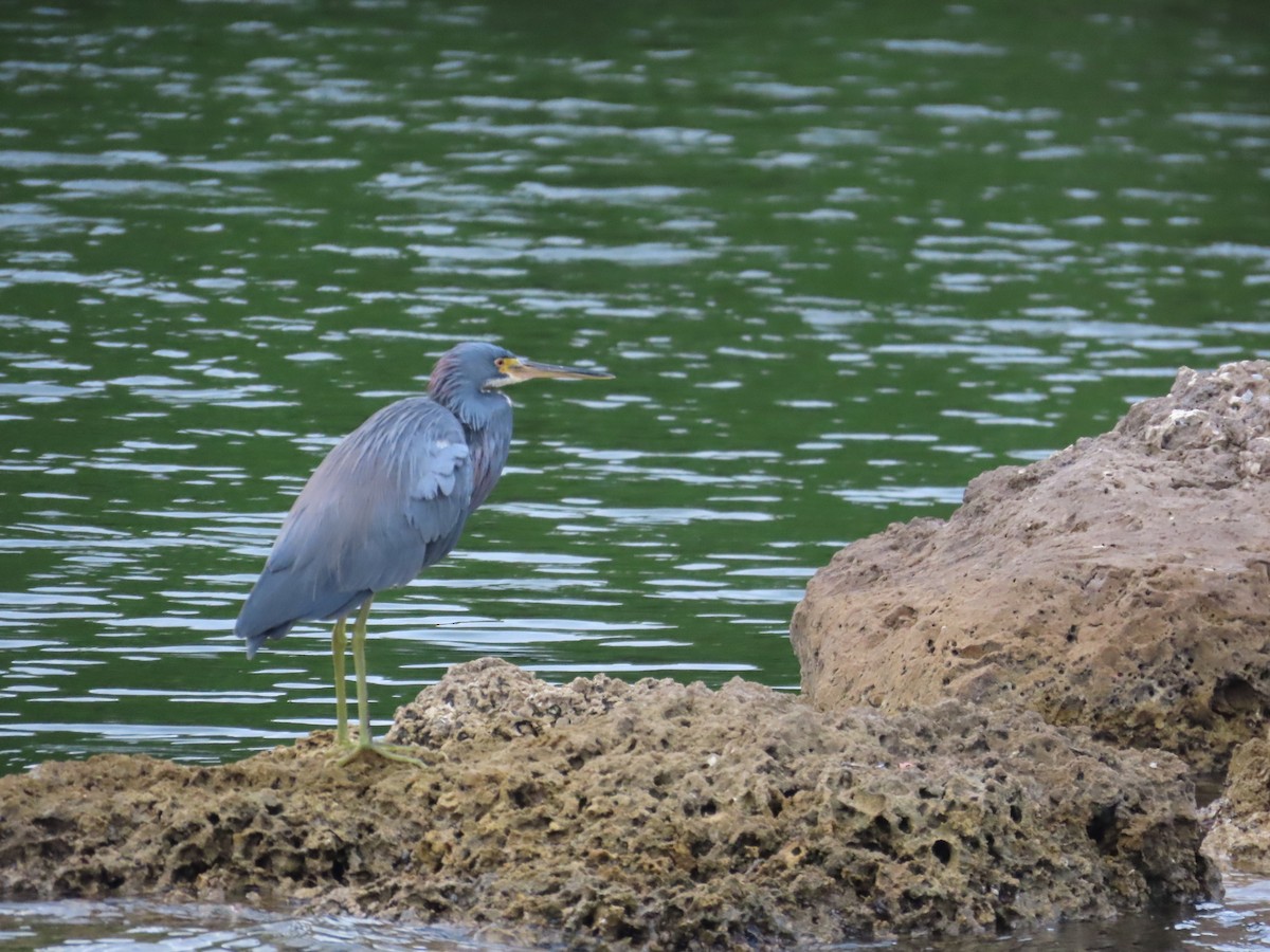 Tricolored Heron - ML645145519