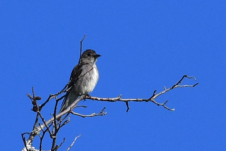 Olive-sided Flycatcher - ML645145520