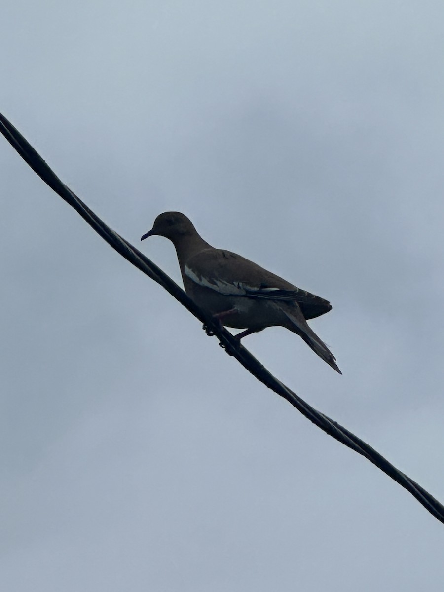 White-winged Dove - ML645145522