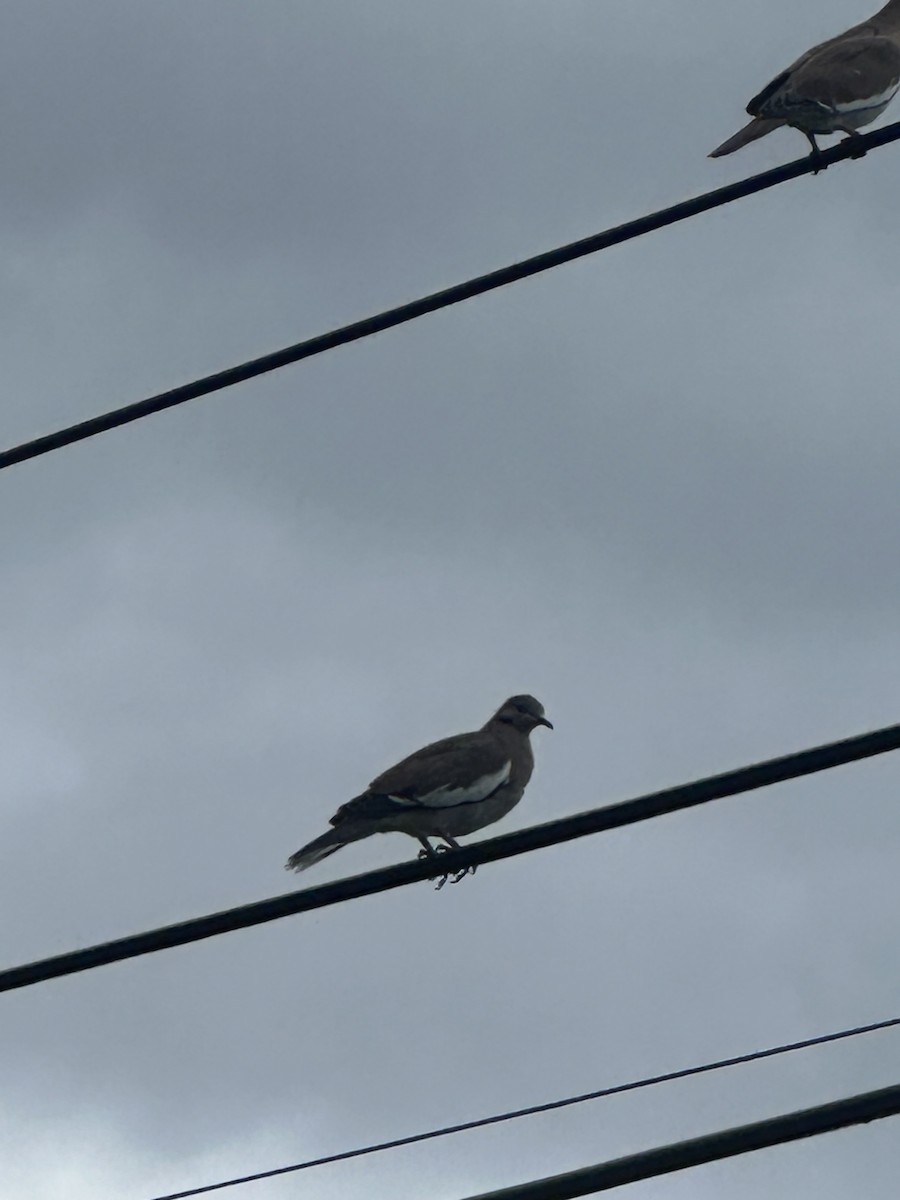 White-winged Dove - ML645145523