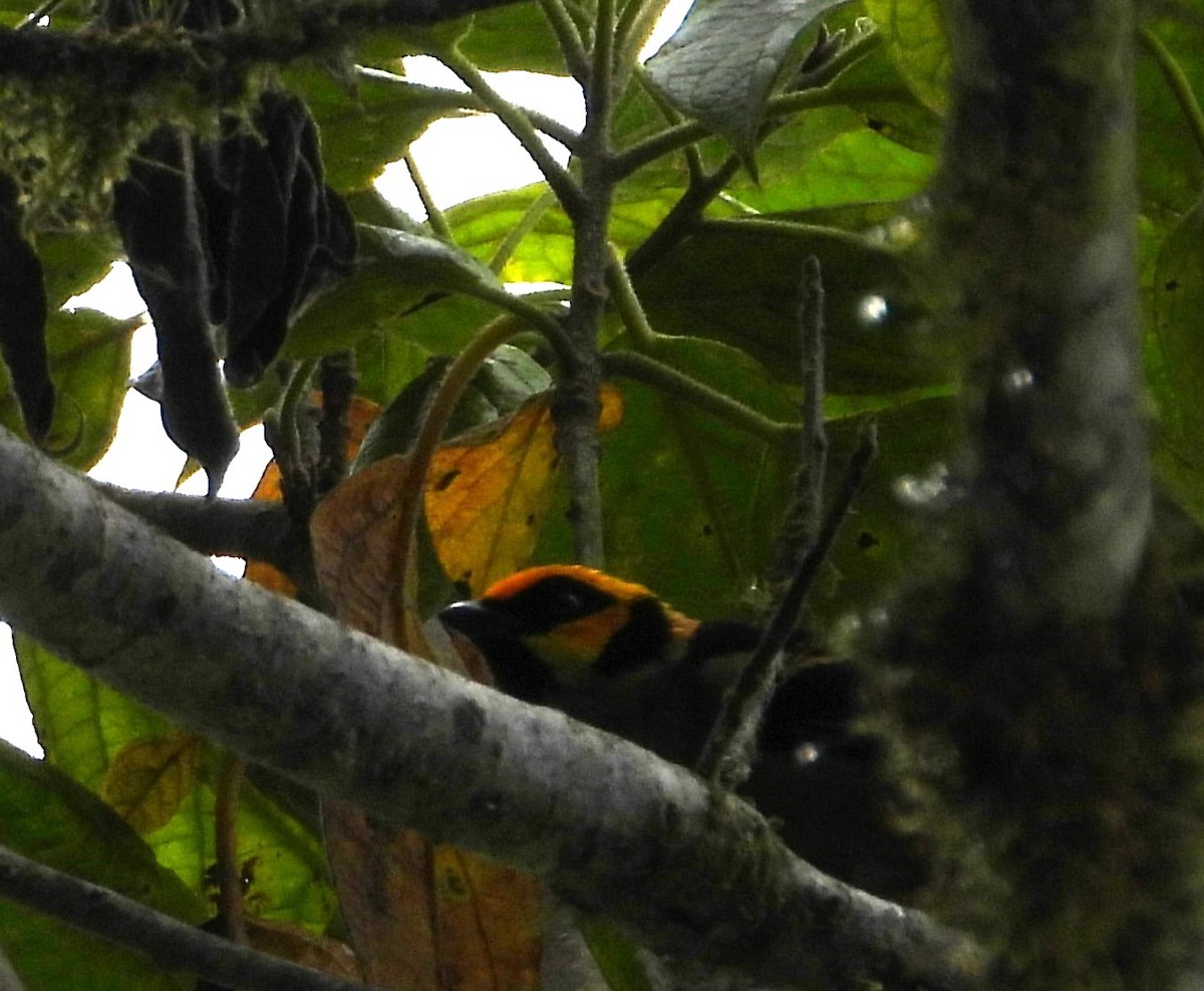Flame-faced Tanager - ML645145536