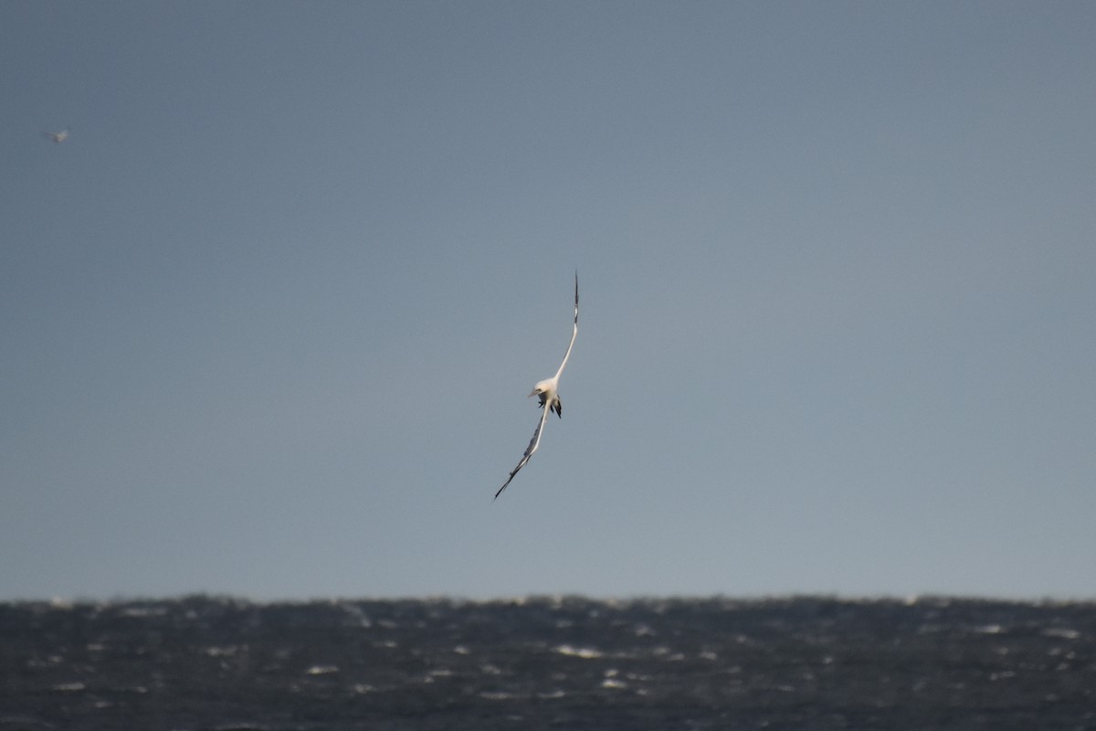 סולה מצויה - ML645145553