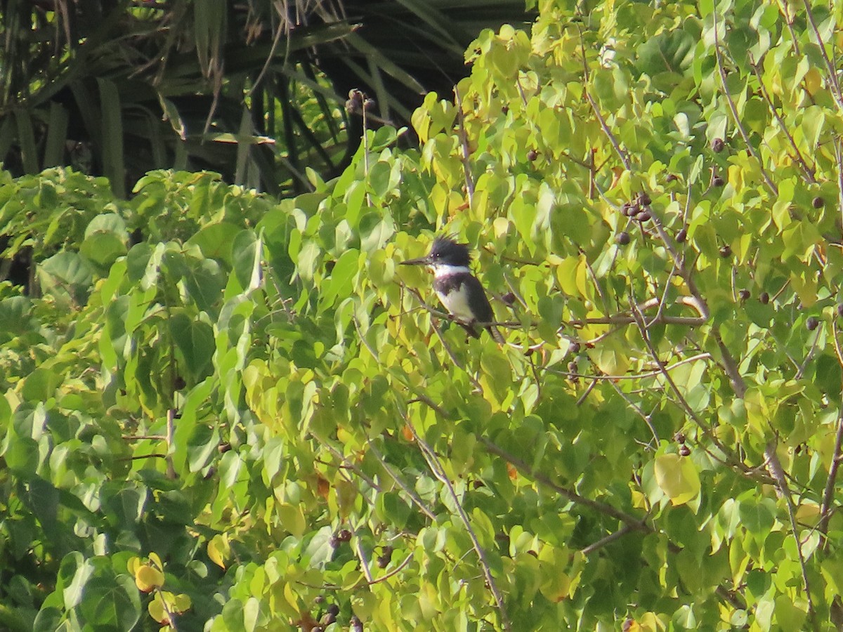 Belted Kingfisher - ML645145561