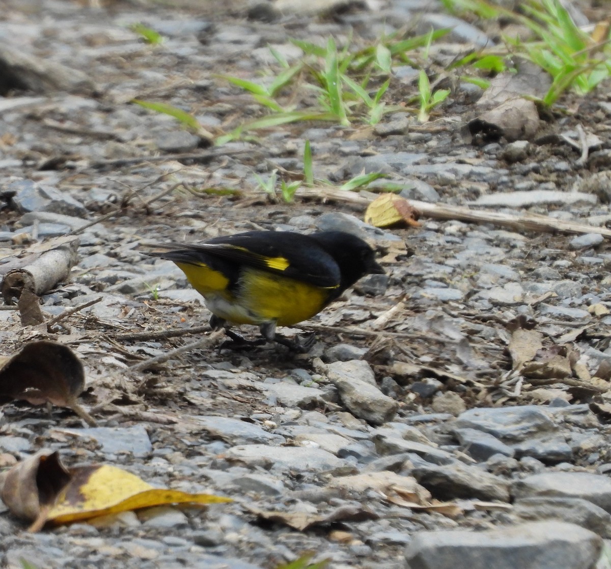 Yellow-bellied Siskin - ML645145566