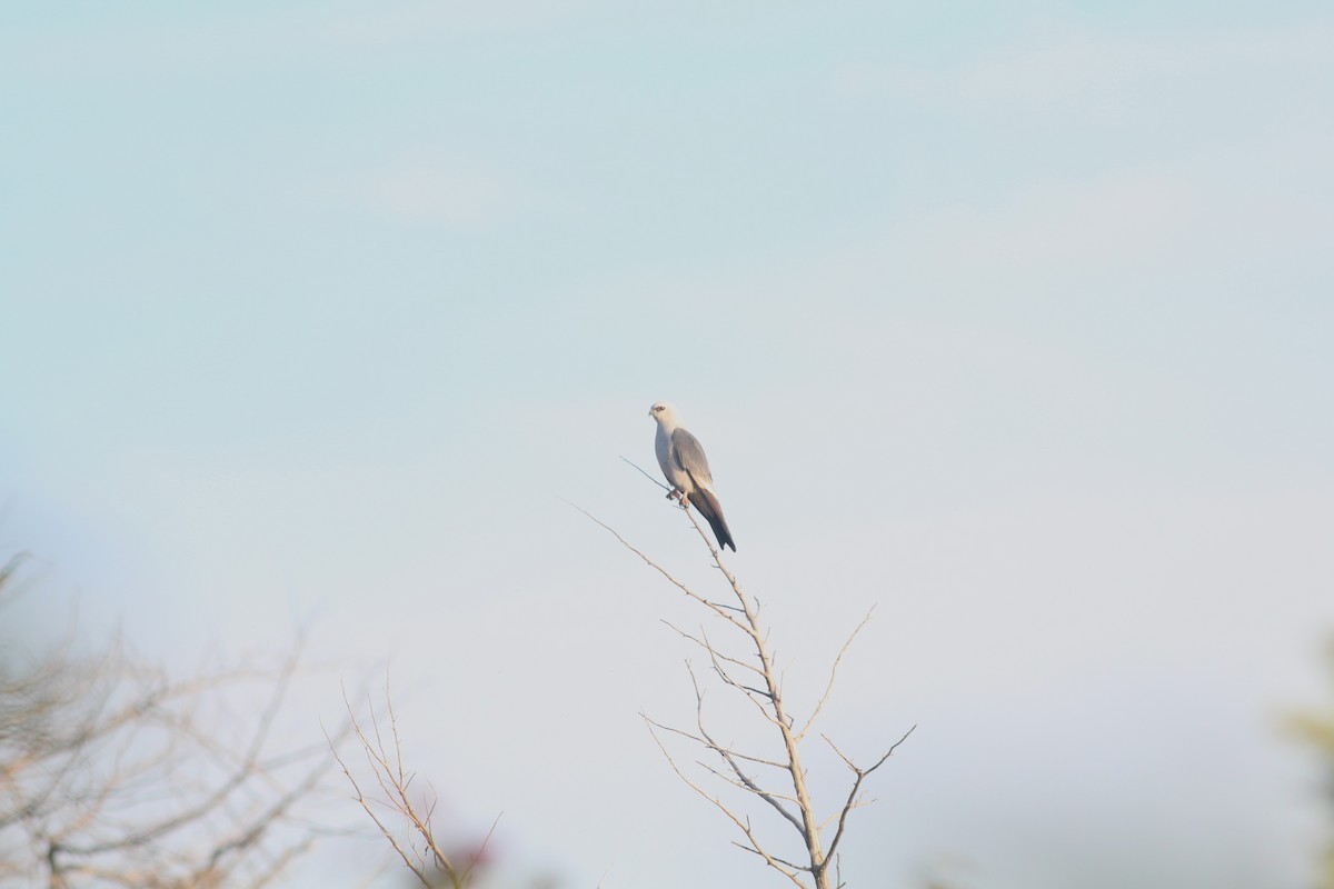 Mississippi Kite - ML645145585