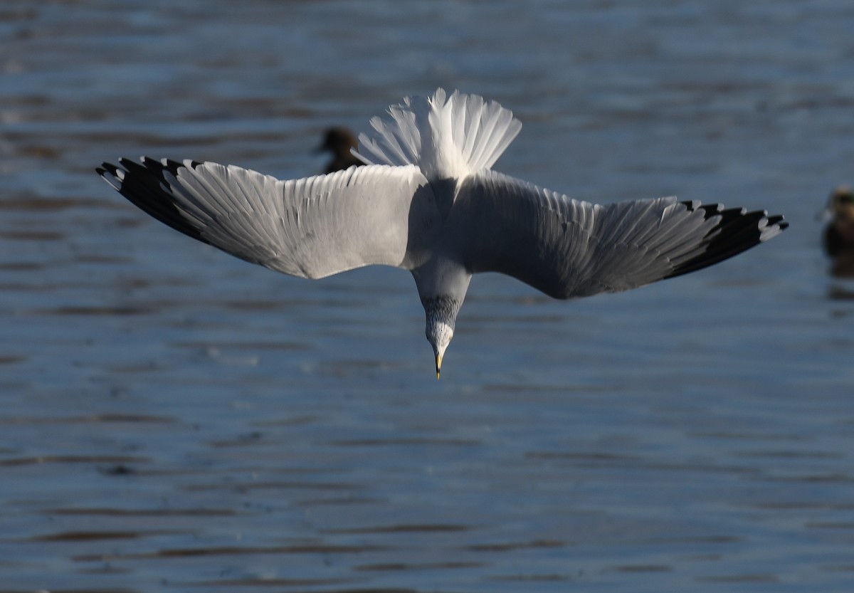 Gavina americana - ML645145608