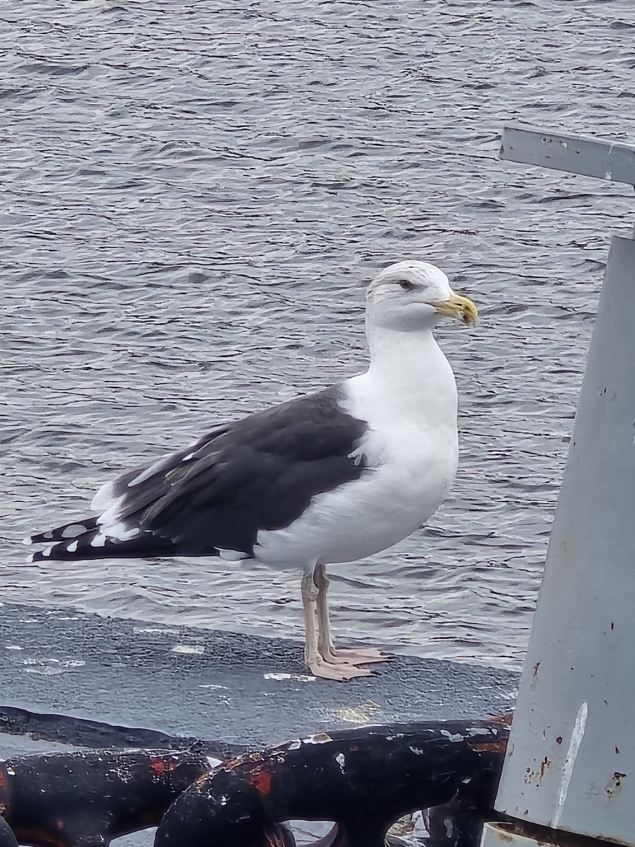 racek mořský - ML645145610