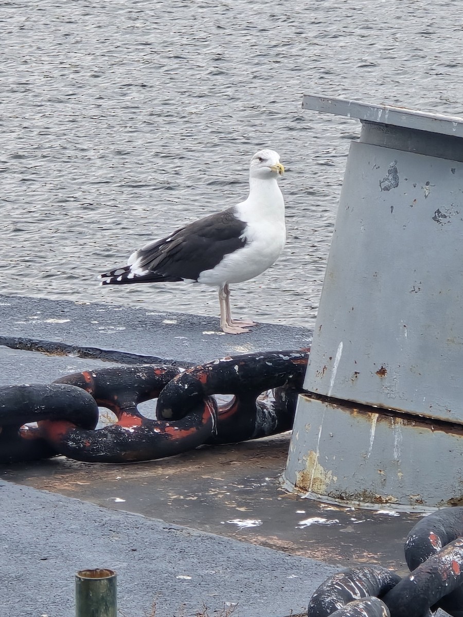 racek mořský - ML645145611