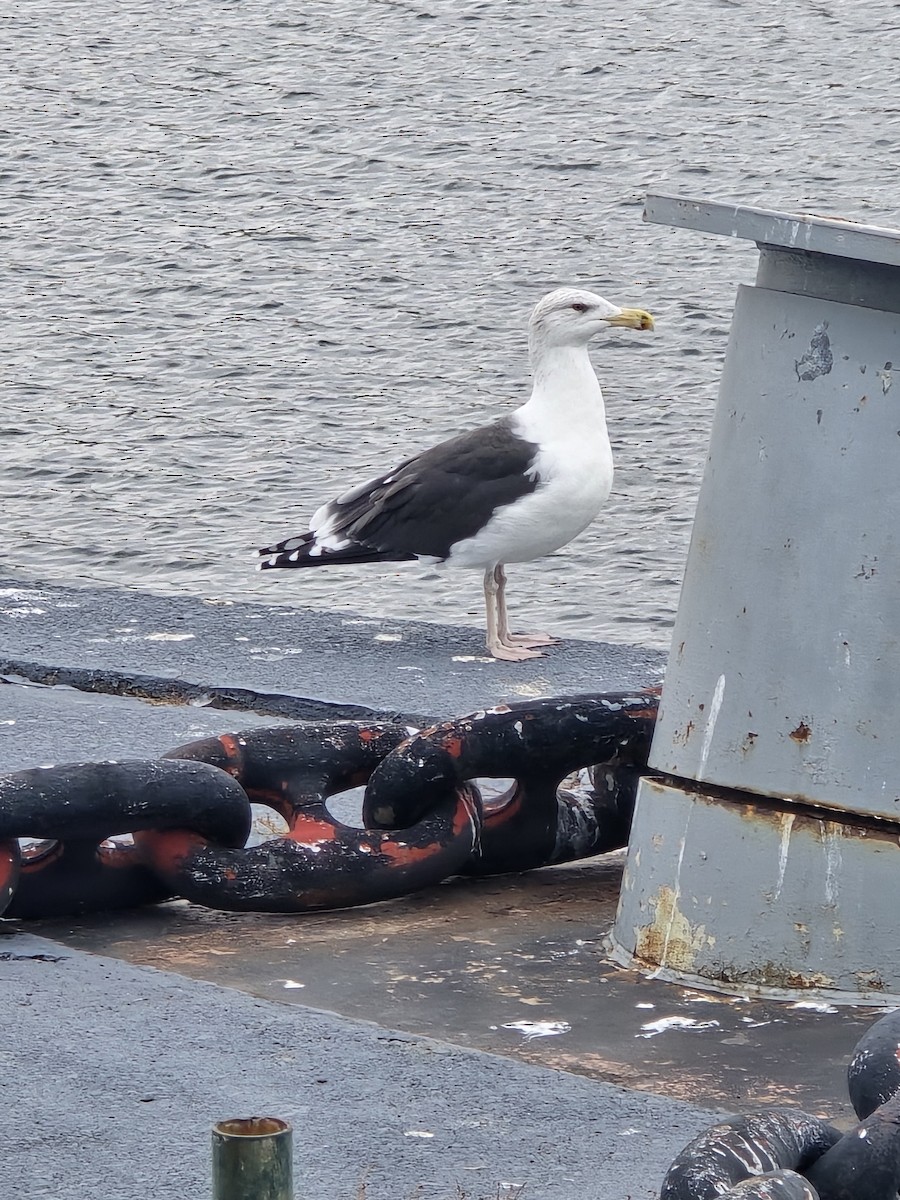 racek mořský - ML645145612