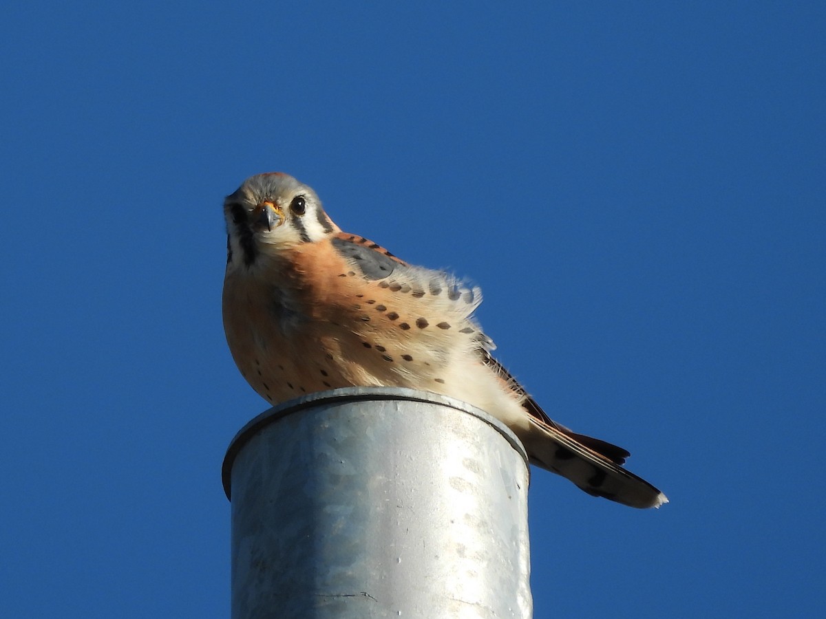 בז אמריקני - ML645145624
