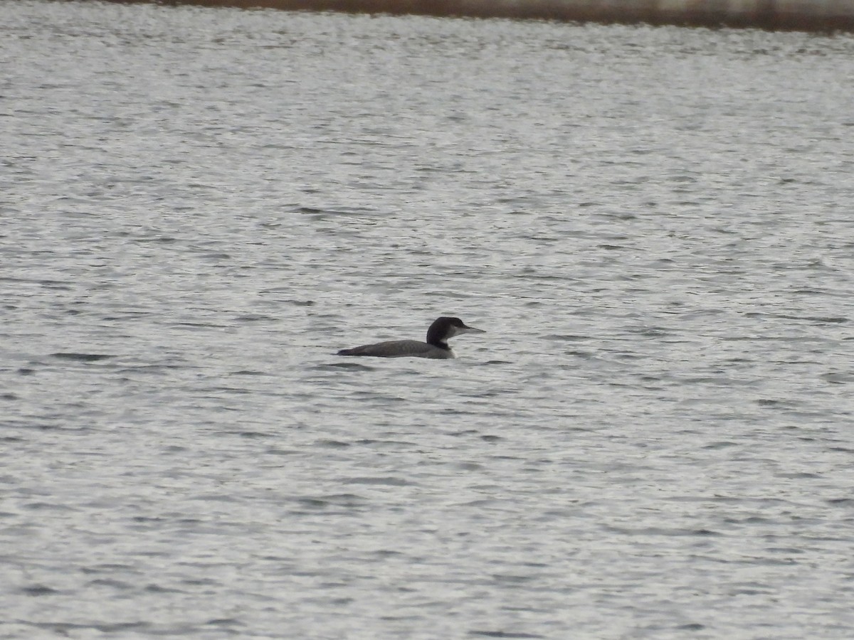 Common Loon - ML645145628