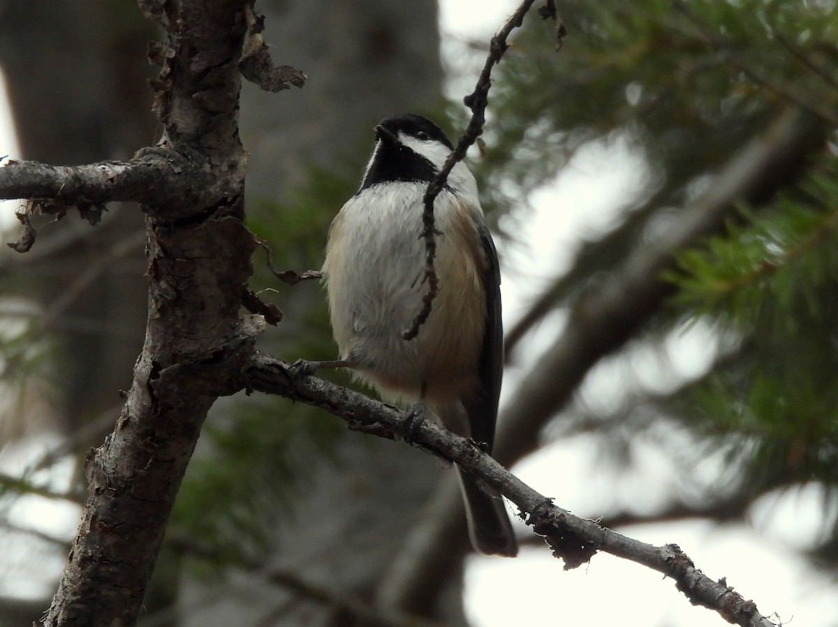 Black-capped Chickadee - ML645145629