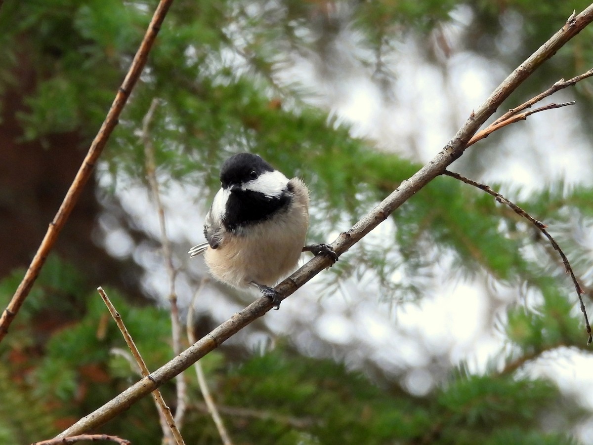 Black-capped Chickadee - ML645145630