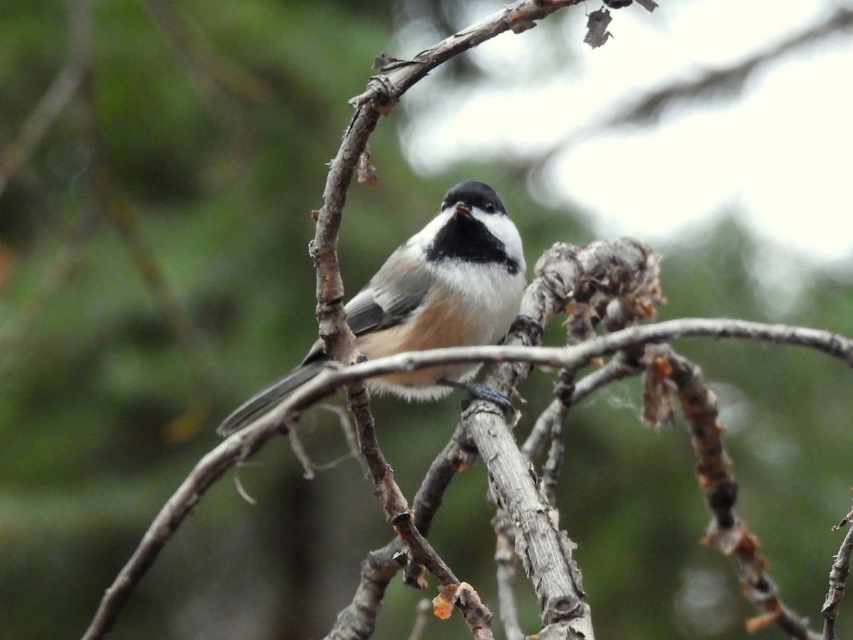 Black-capped Chickadee - ML645145631