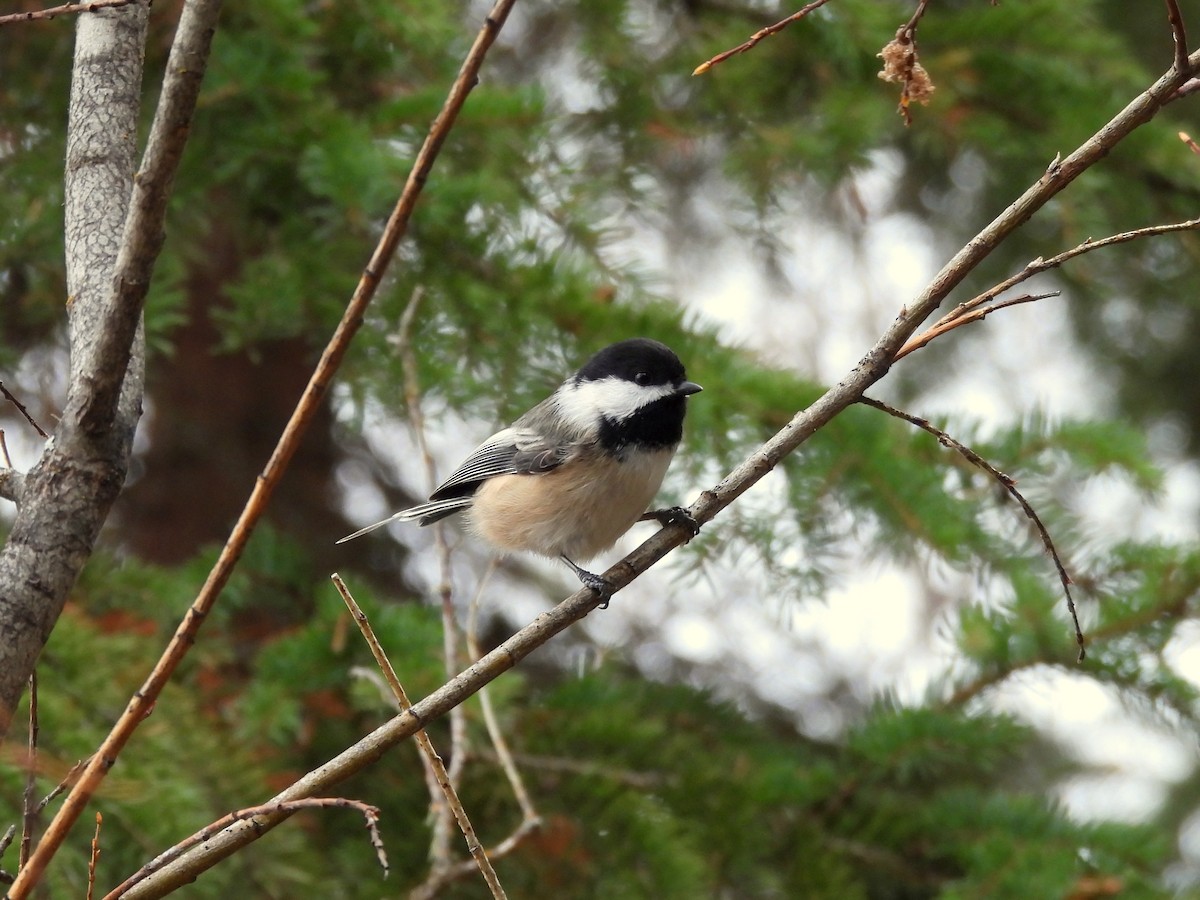 Black-capped Chickadee - ML645145633