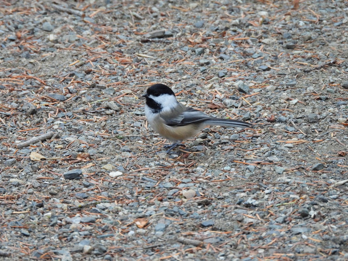 Black-capped Chickadee - ML645145634