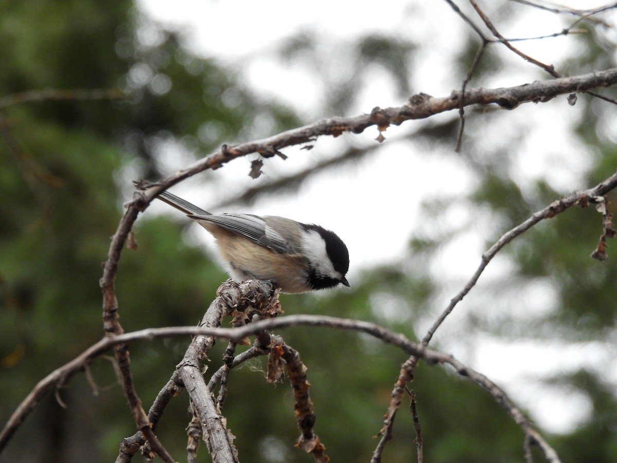 Black-capped Chickadee - ML645145635