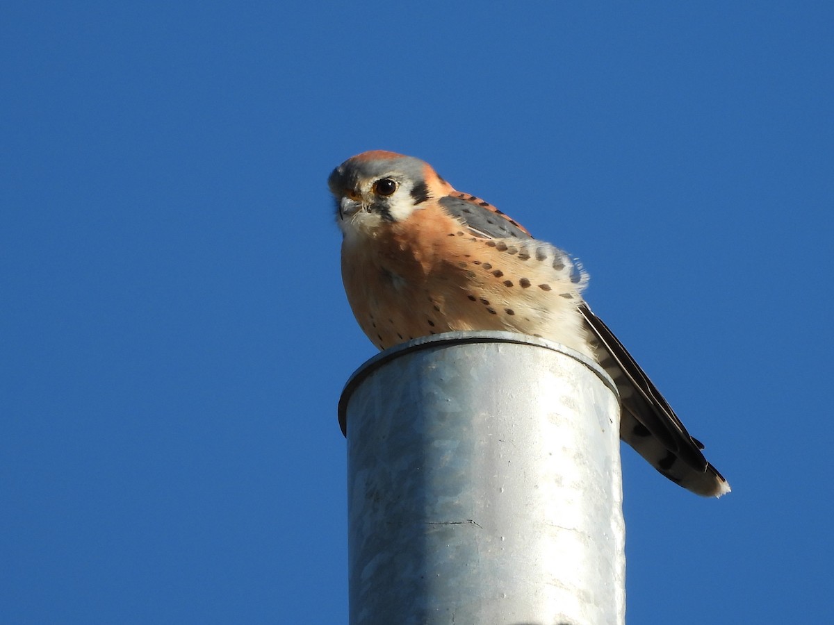 בז אמריקני - ML645145636