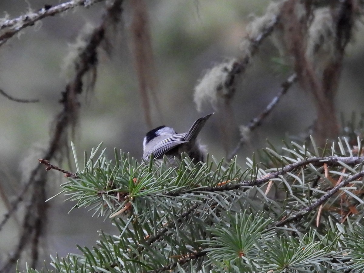 Mountain Chickadee - ML645145637
