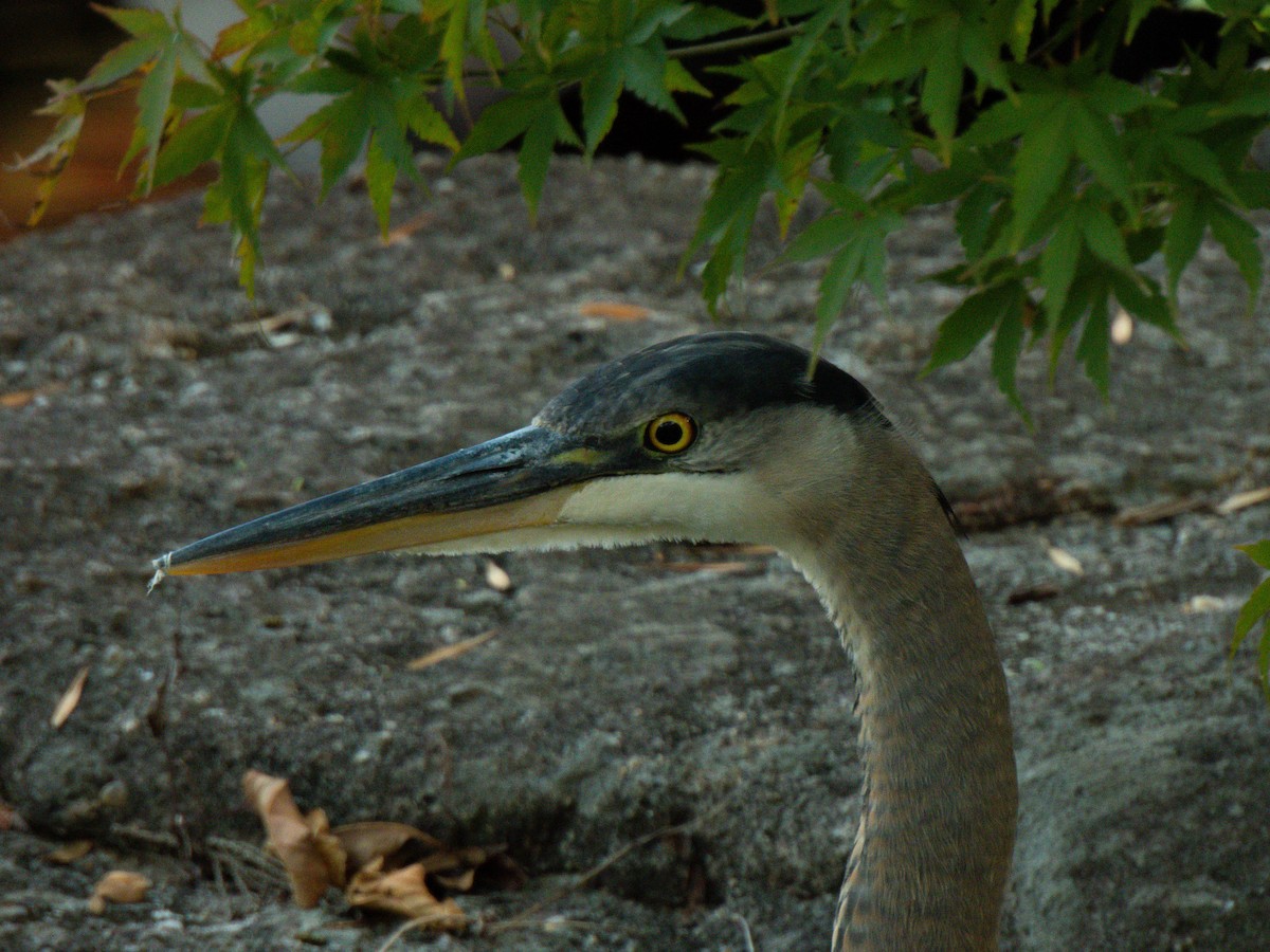 Great Blue Heron - ML645145638