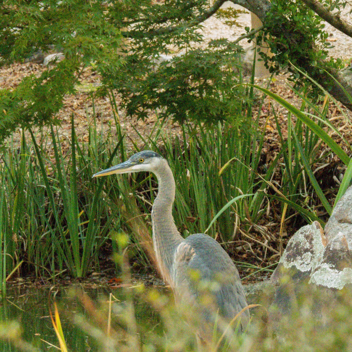 Great Blue Heron - ML645145639