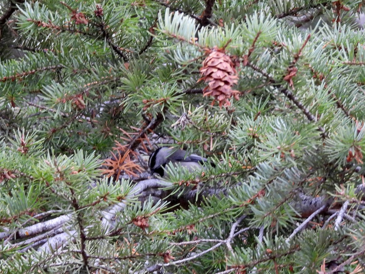 Mountain Chickadee - ML645145640