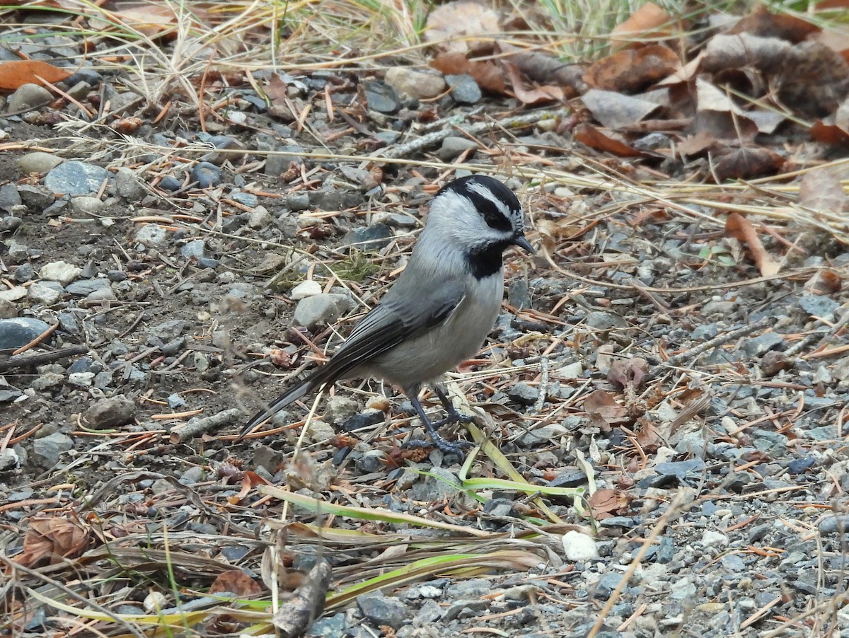 Mountain Chickadee - ML645145641