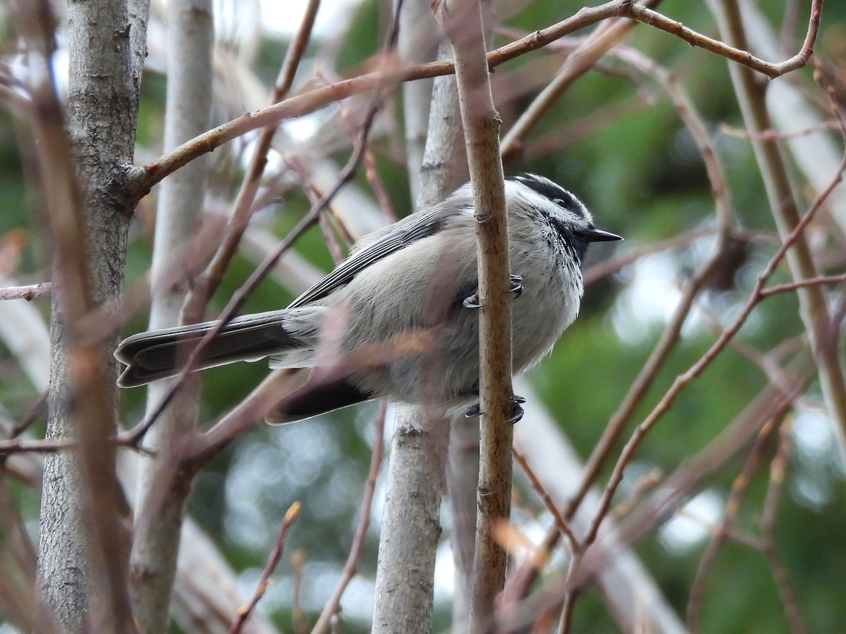 Mountain Chickadee - ML645145642