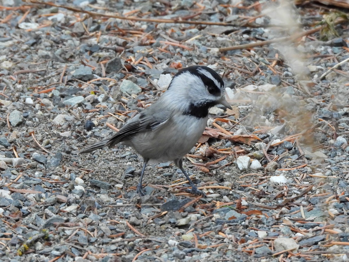 Mountain Chickadee - ML645145643