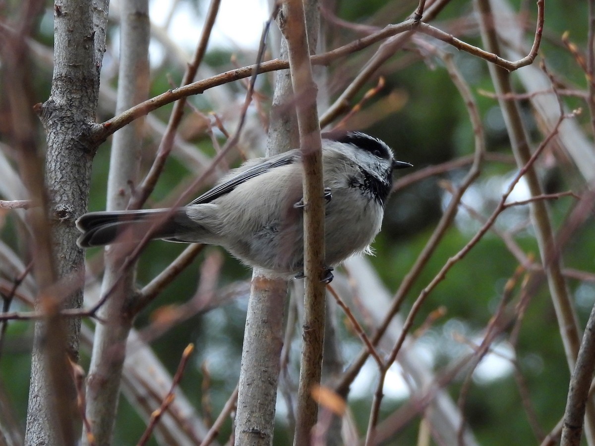 Mountain Chickadee - ML645145646
