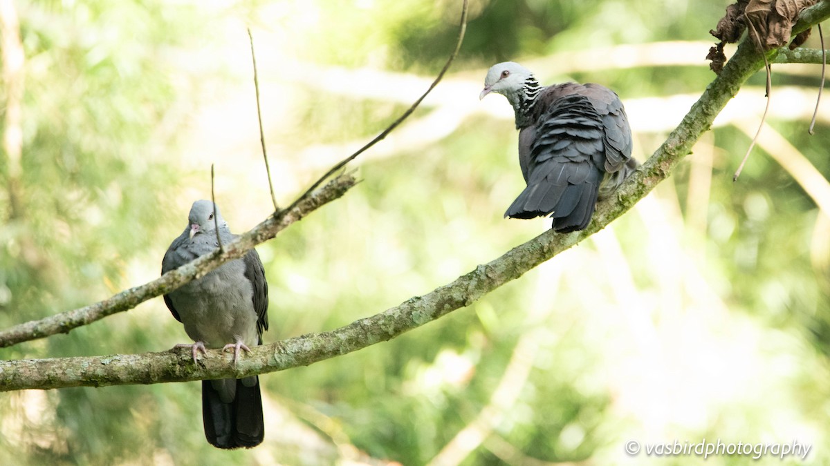 Nilgiri Wood-Pigeon - ML645145651