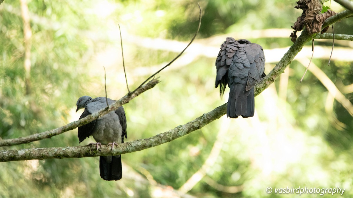 Nilgiri Wood-Pigeon - ML645145652