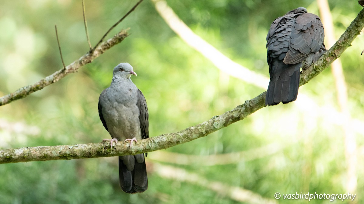 Nilgiri Wood-Pigeon - ML645145653