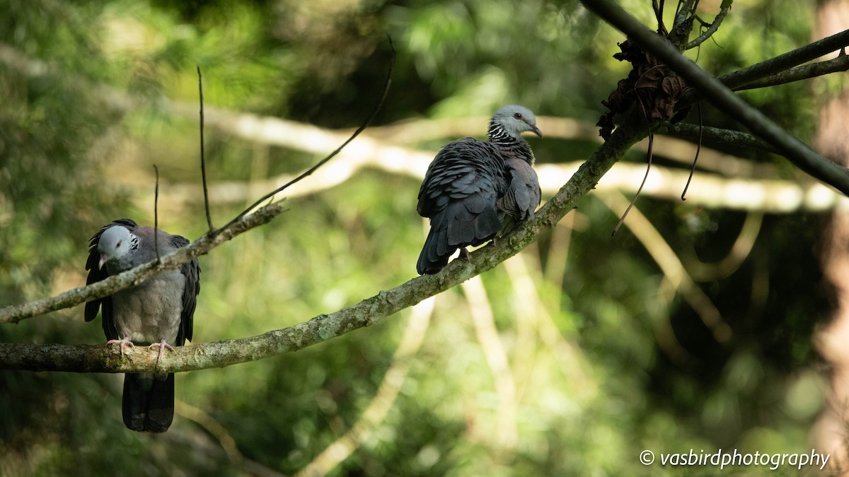 Nilgiri Wood-Pigeon - ML645145654