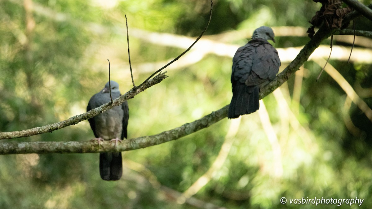 Nilgiri Wood-Pigeon - ML645145655