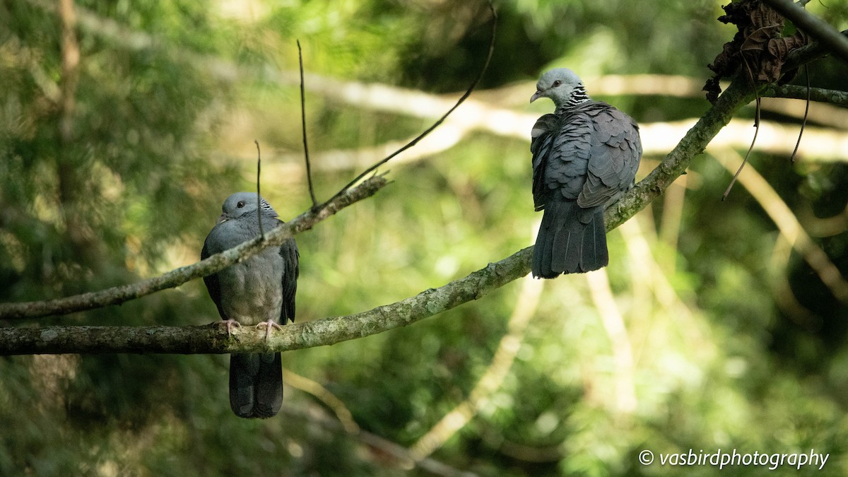 Nilgiri Wood-Pigeon - ML645145656