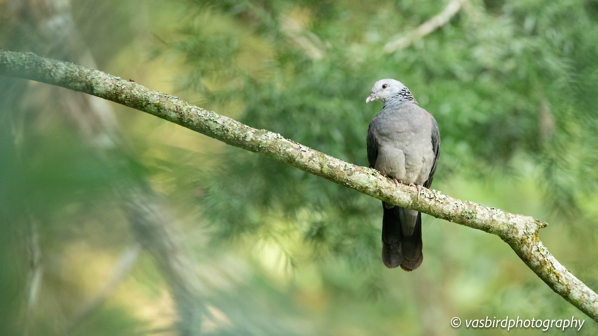 Nilgiri Wood-Pigeon - ML645145657