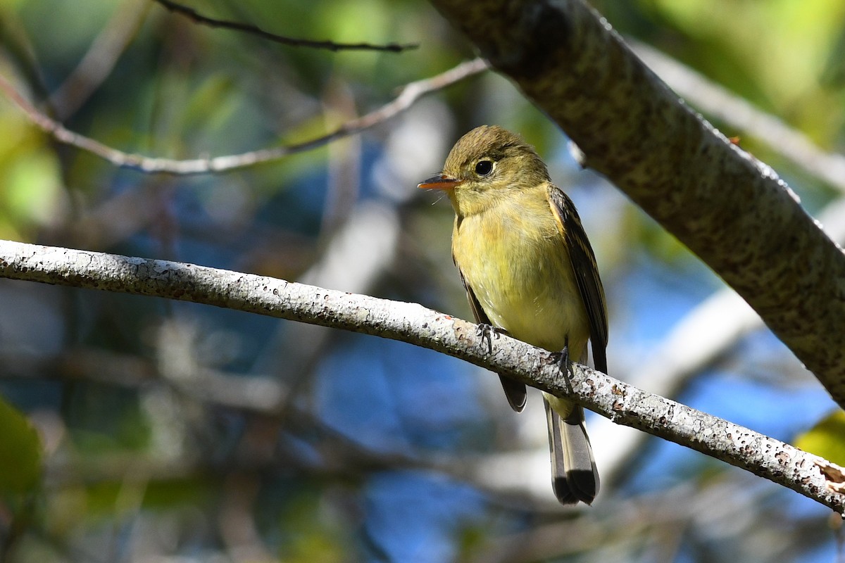 Batı Amerika Sinekkapanı [difficilis grubu] - ML645145658