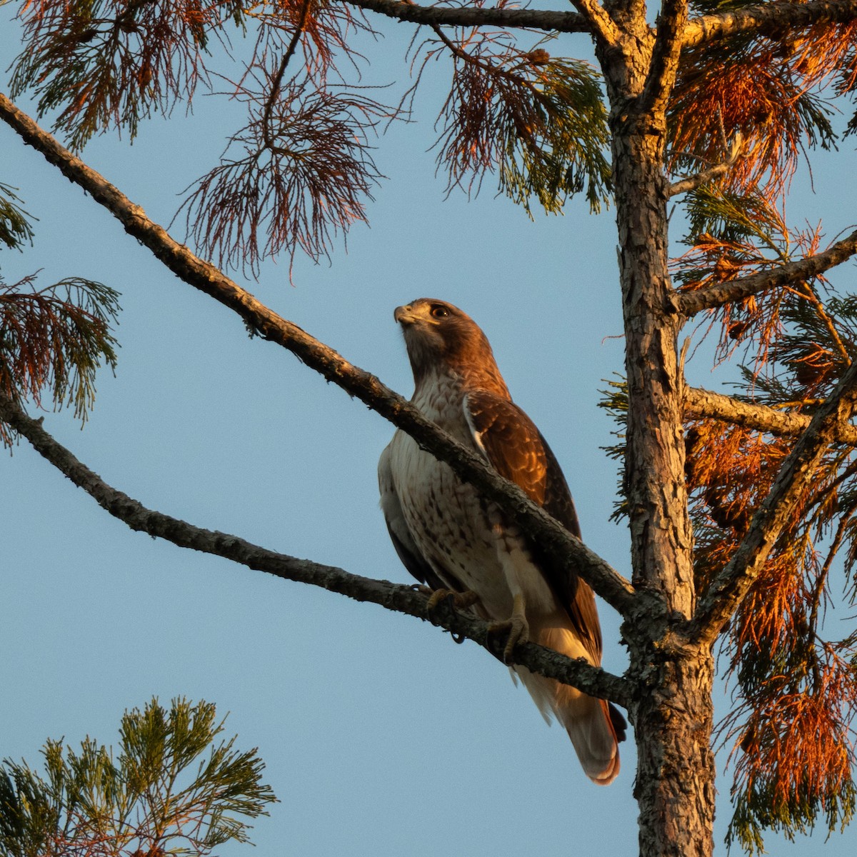 Red-tailed Hawk - ML645145659