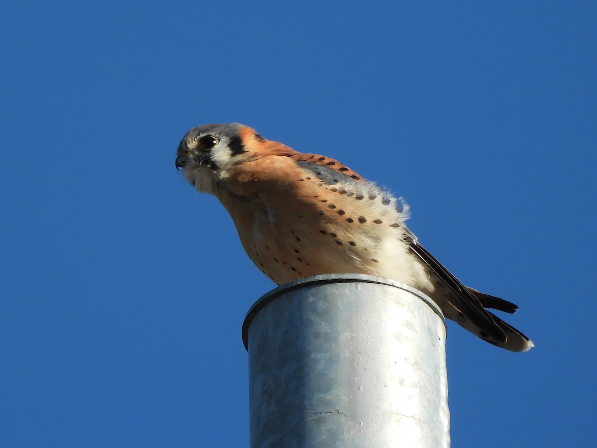 בז אמריקני - ML645145661