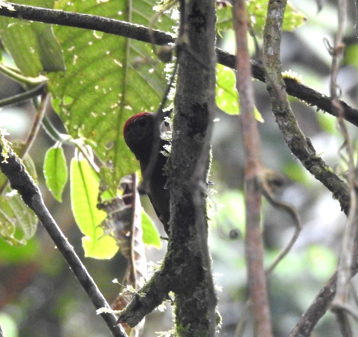 Smoky-brown Woodpecker - ML645145676