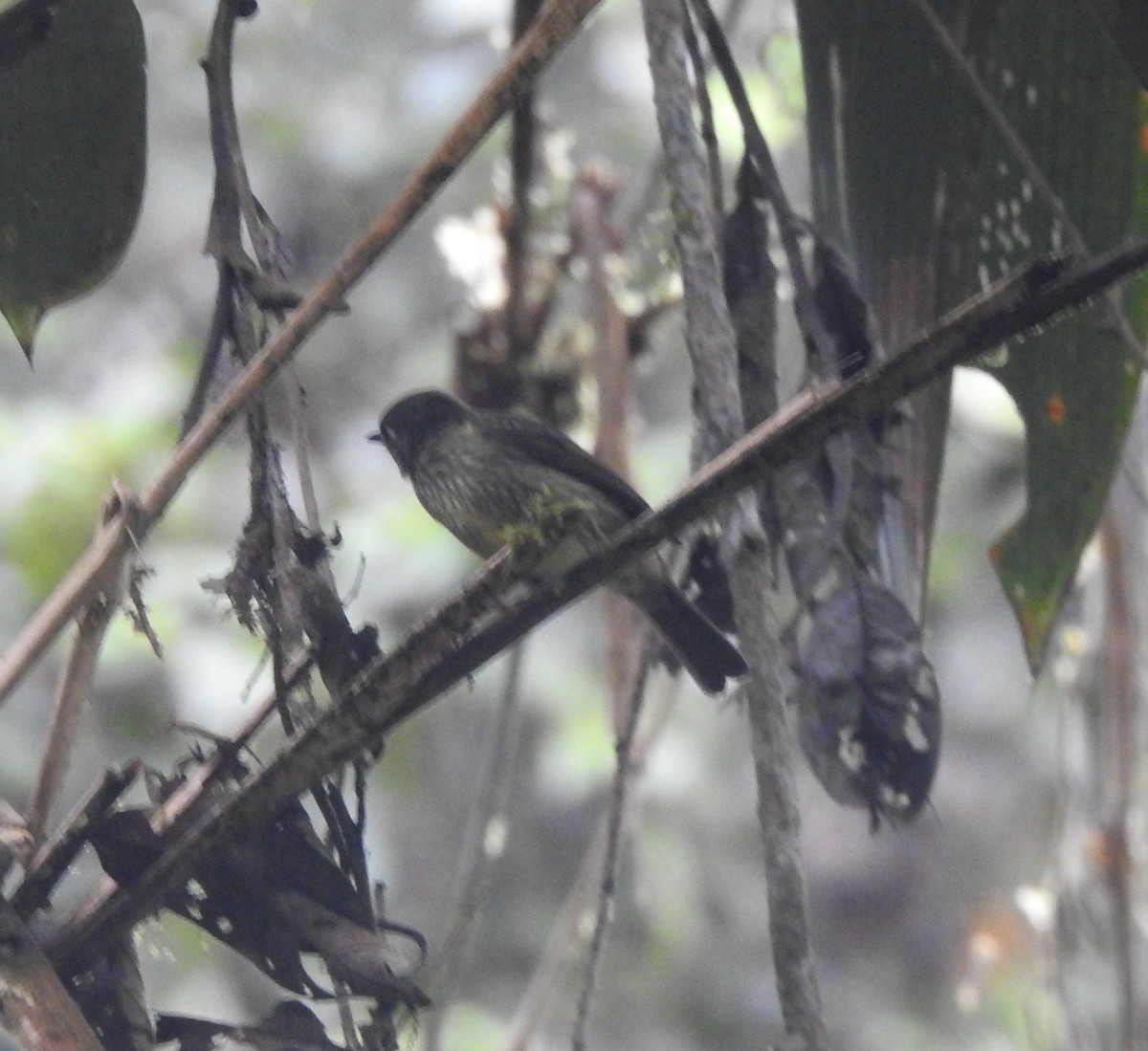 Streak-necked Flycatcher - ML645145691