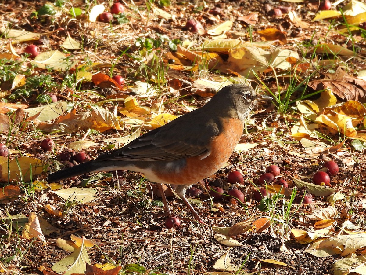 American Robin - ML645145702