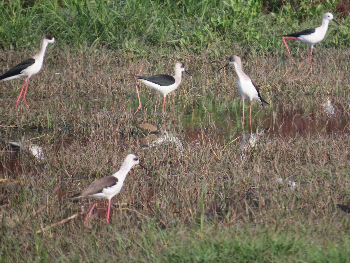 高蹺鴴 - ML645145704