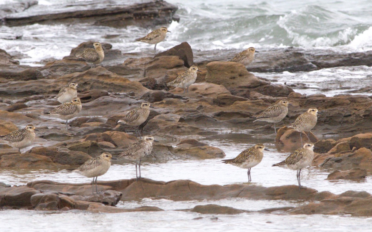 Pacific Golden-Plover - ML645145707