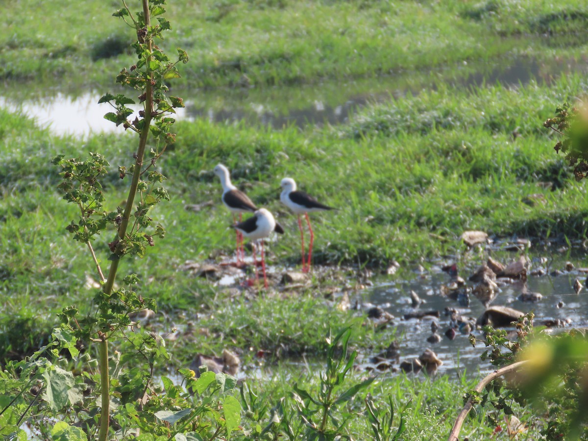 高蹺鴴 - ML645145709